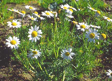 Matricaria chamomillae   Matricaria aurea